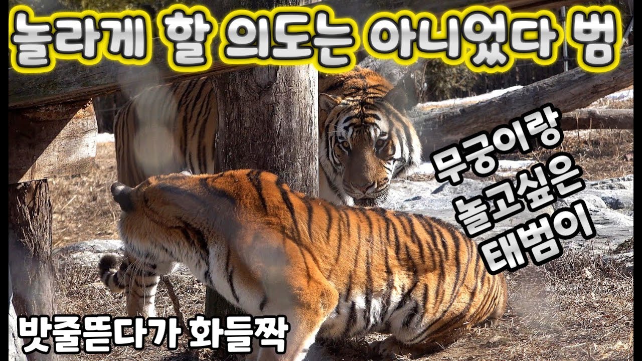 (4K) 컨디션 안좋은데, 놀자고 하는 오빠가 귀찮은 무궁이, 무궁이가 안놀아줘서 심심한 태범이 - 백두대간수목원 / 한국호랑이 / 호랑이숲