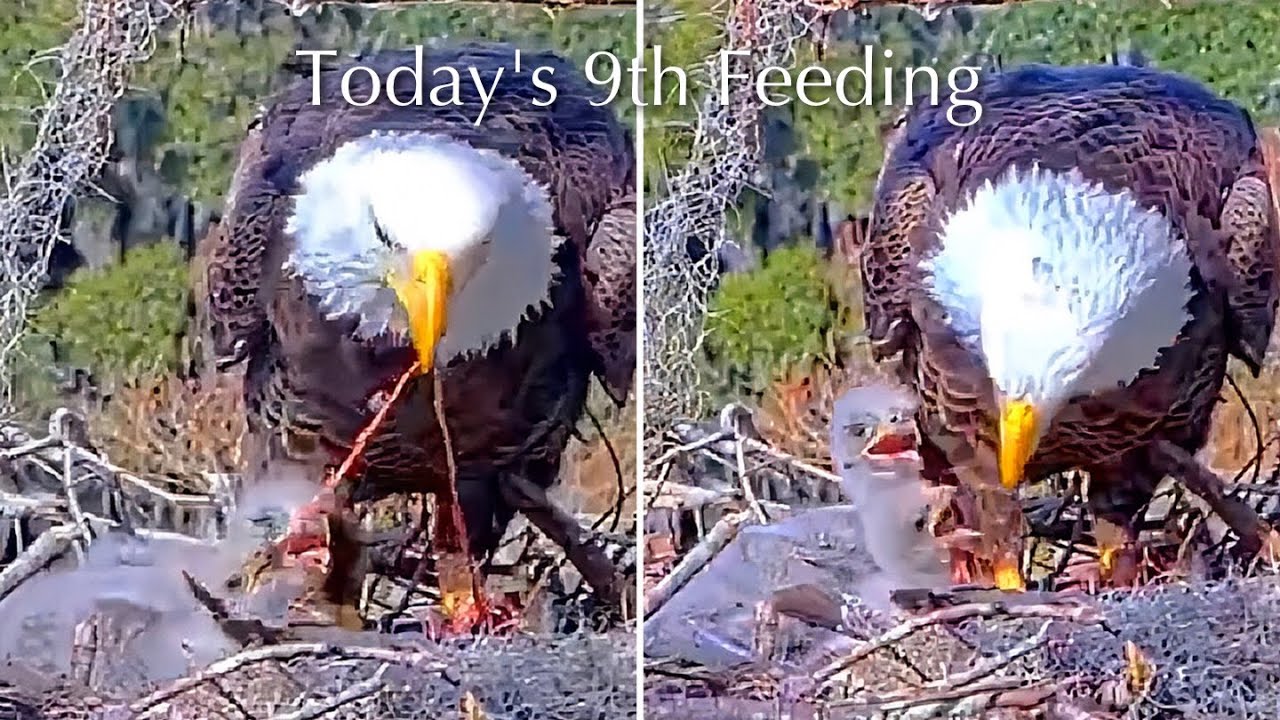 #69🦅🐥15°🐥10°／Winter Park Eagle Nest 2026／Against All Odds:One-Eyed Mom／by Winter Park Eagle Cam