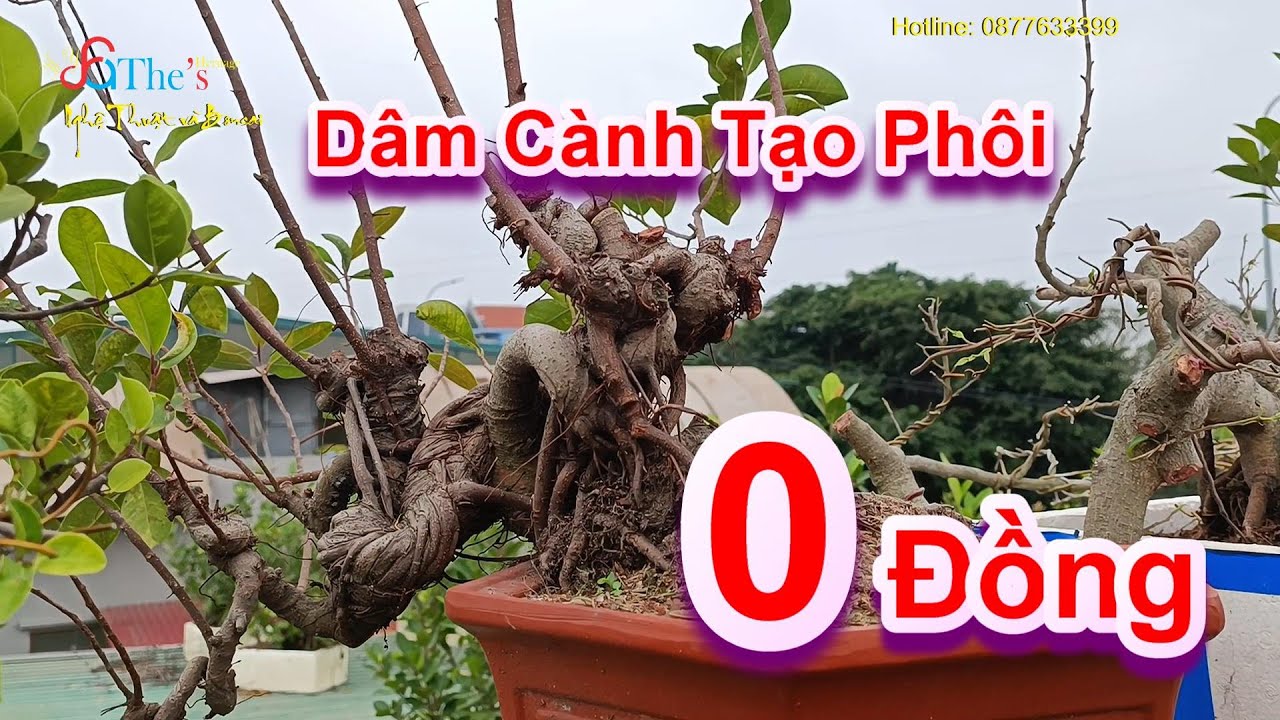 Làm kinh tế từ 0 đồng với nghề dâm cành sản xuất phôi Si cho hiệu quả cao của anh Kiển Lương Tài