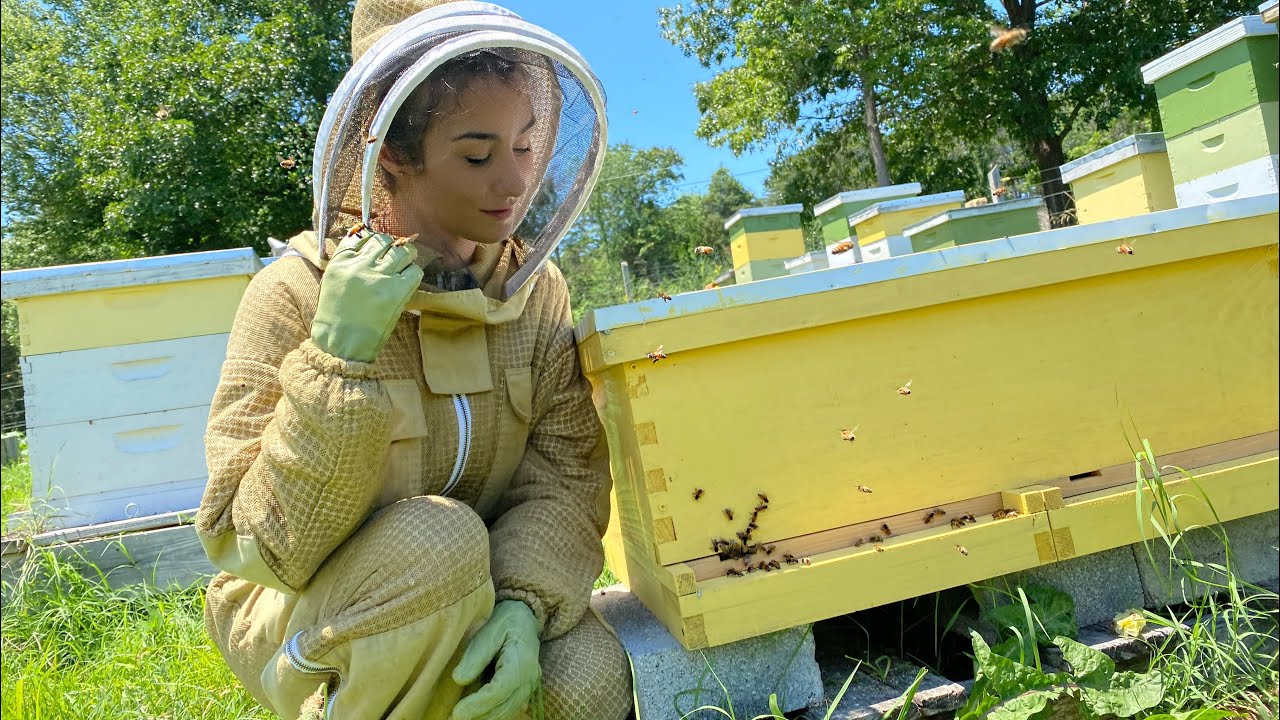 Langstroth Long Hive Inspection | Swarm Update |