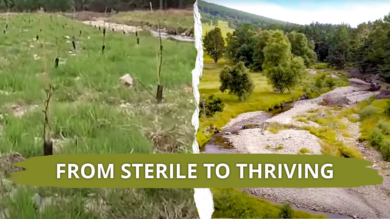 From sterile stream to thriving river: Restoring the Allt Lorgy