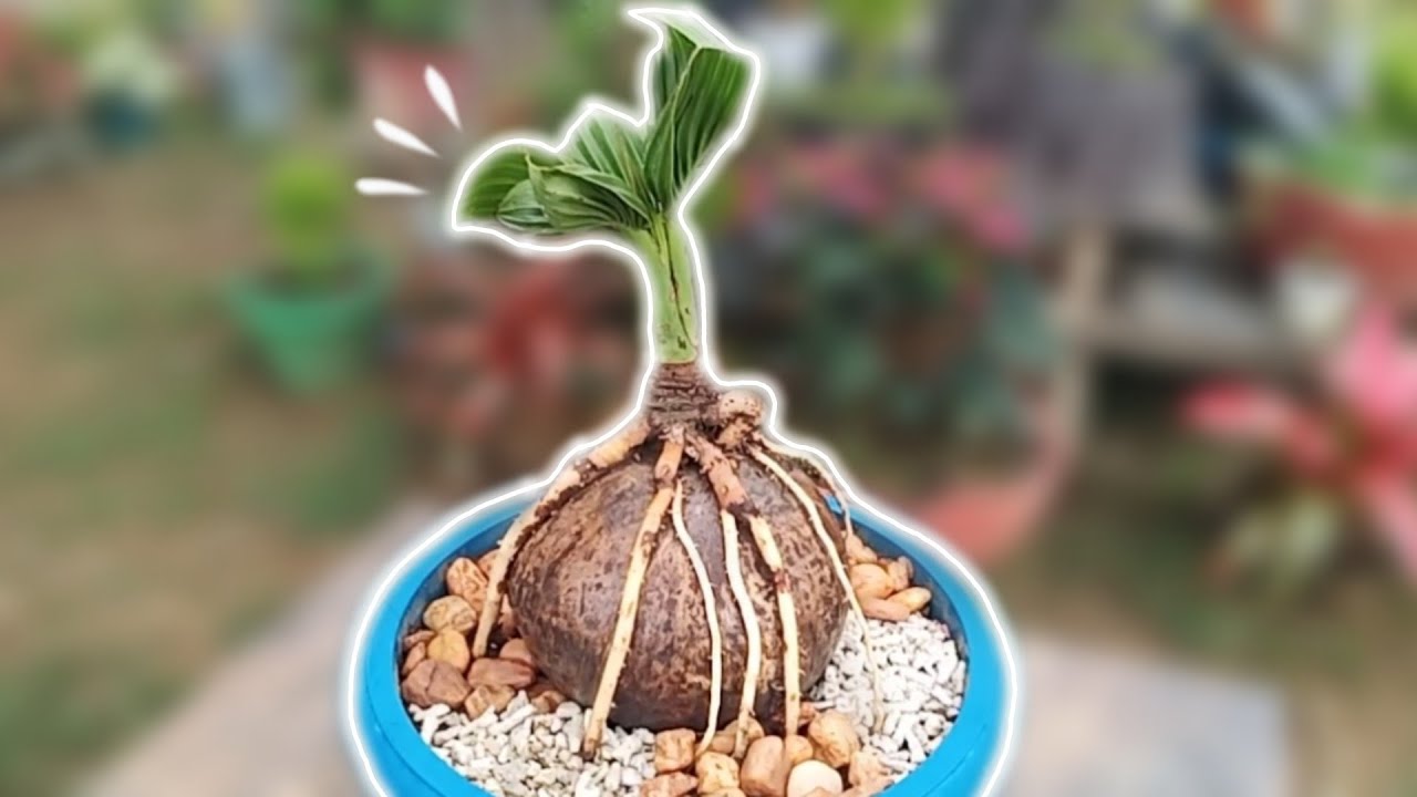 Coconut bonsai root trimming | Happy shepherd