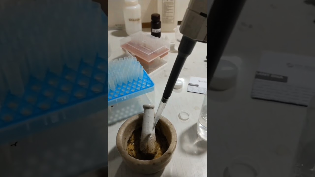 DNA isolation From Plant Through CTAB method.