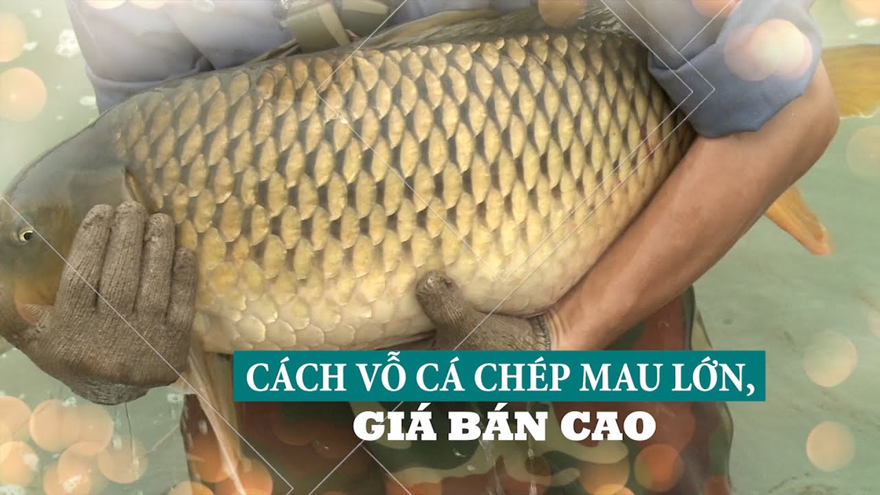 Cách vỗ béo cá chép mau lớn, bán giá cao | VTC16
