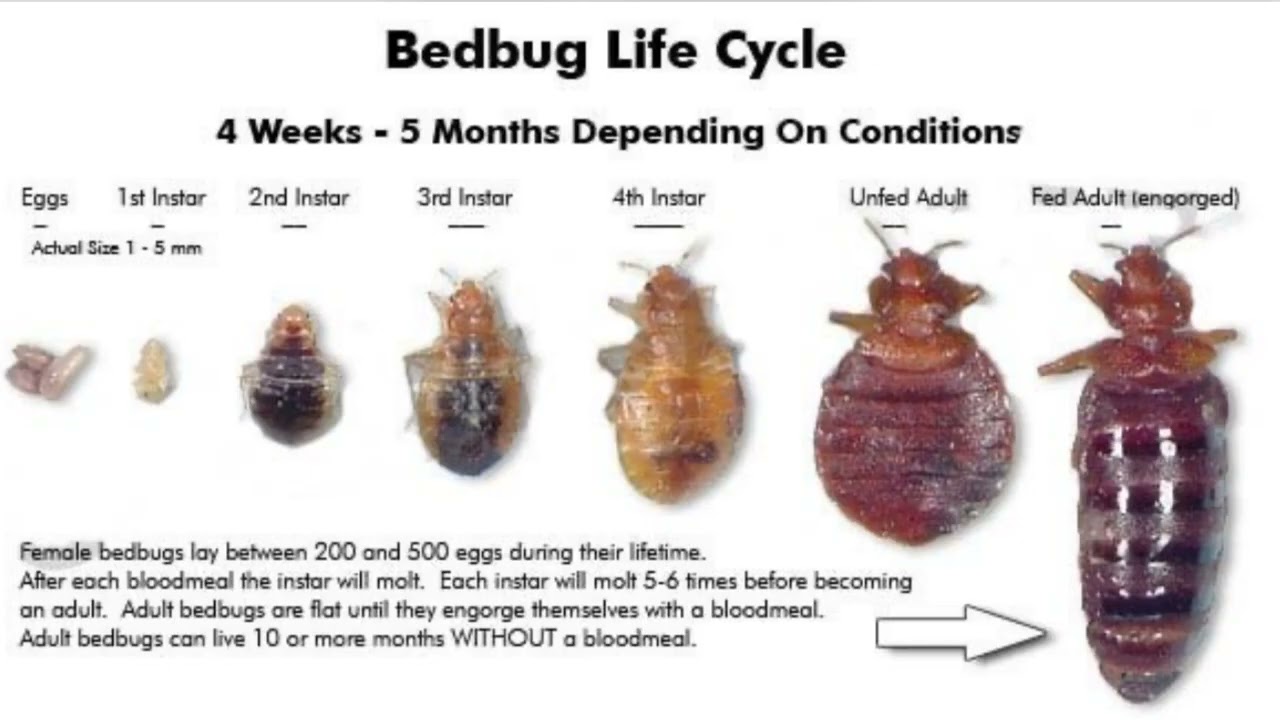Pest Control Experts in MS: Rodent, Bed Bug & Spider Solutions | Creepy Crawlers