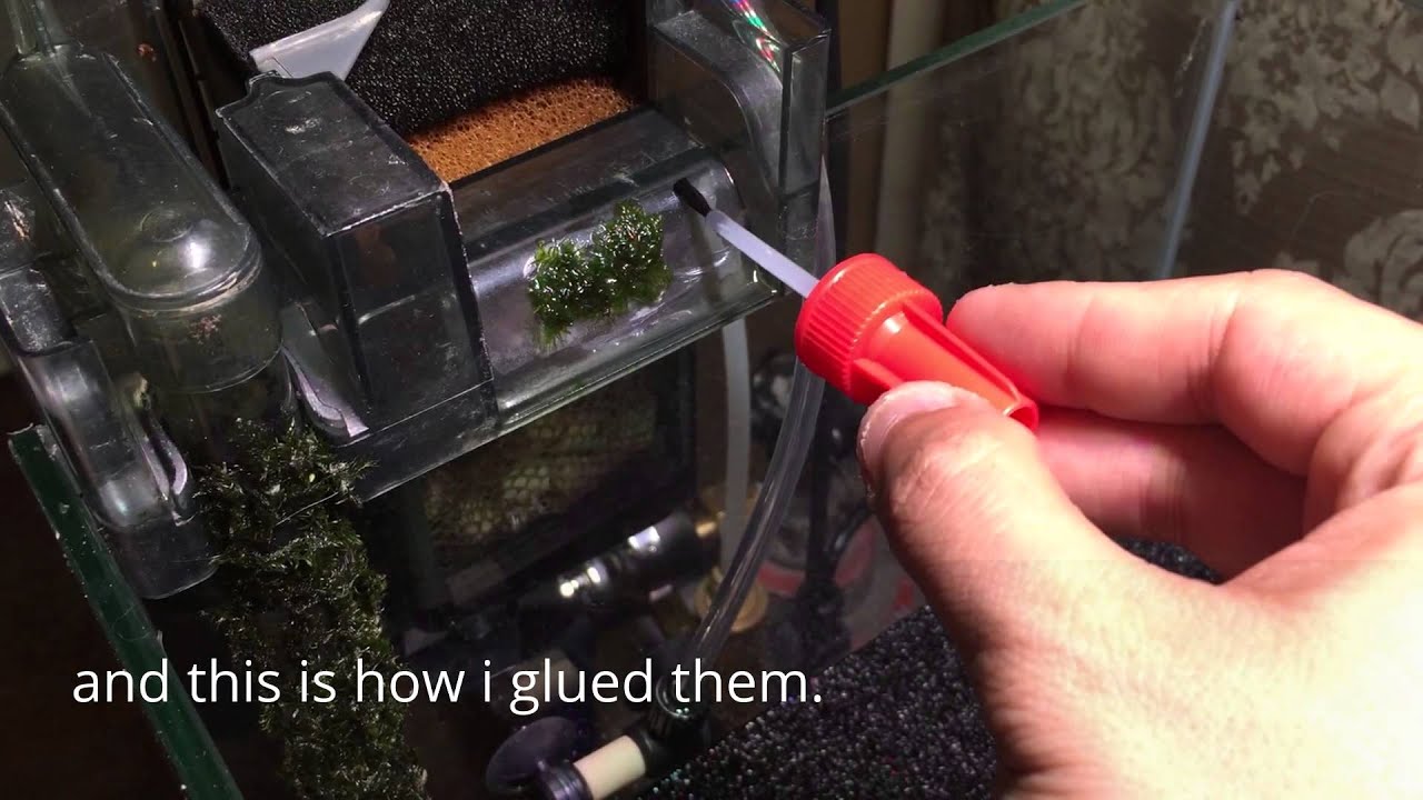 how to glue moss ( fissiden ) aquatic plant
