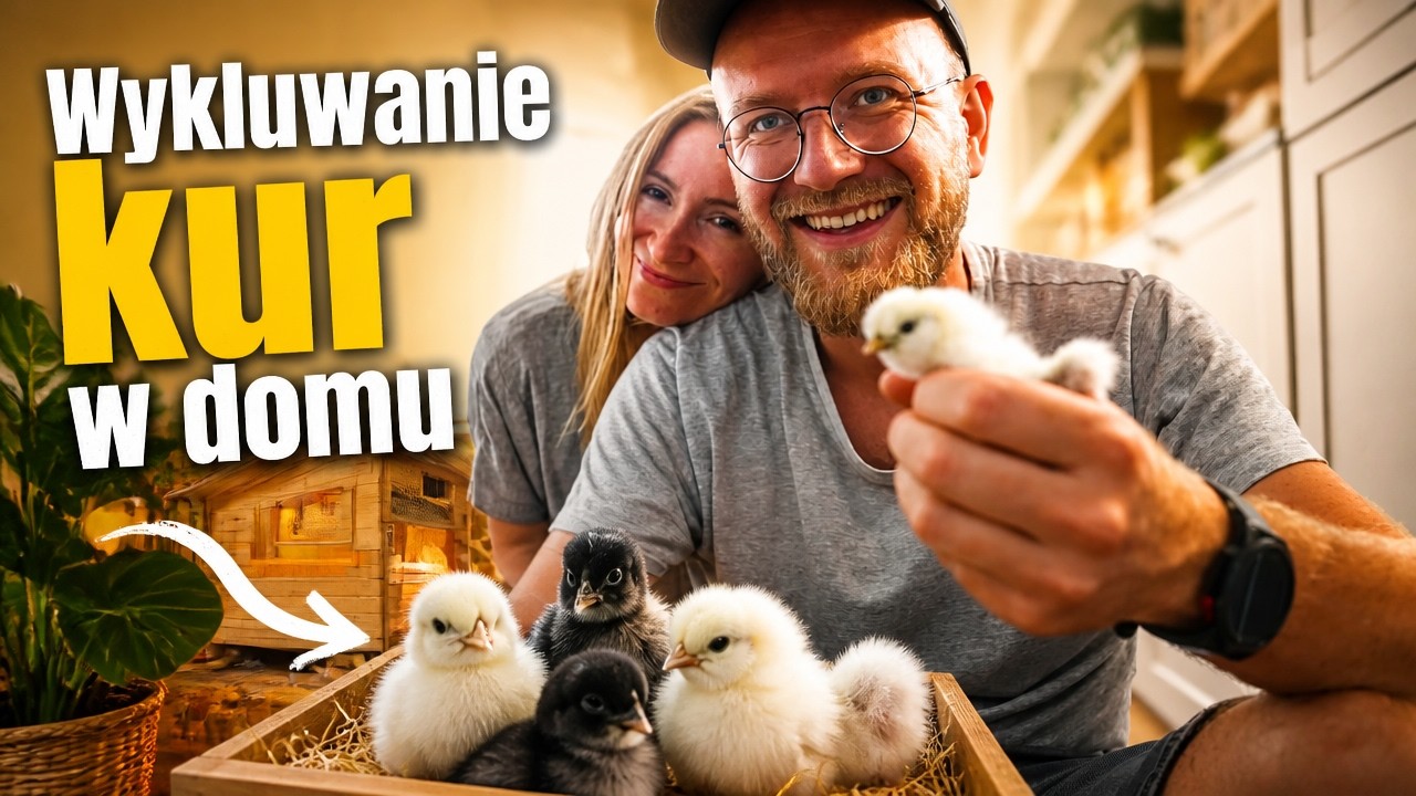 🐥 Wykluwanie kurczaków W DOMU! 😭