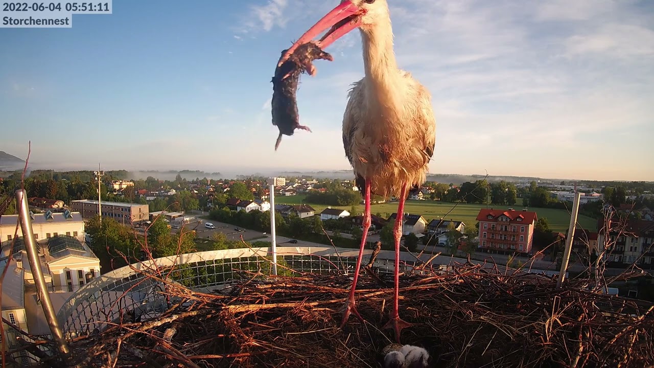 2022-06-04 05:49 - Maulwurf wird gefressen - Storchennest Freilassing