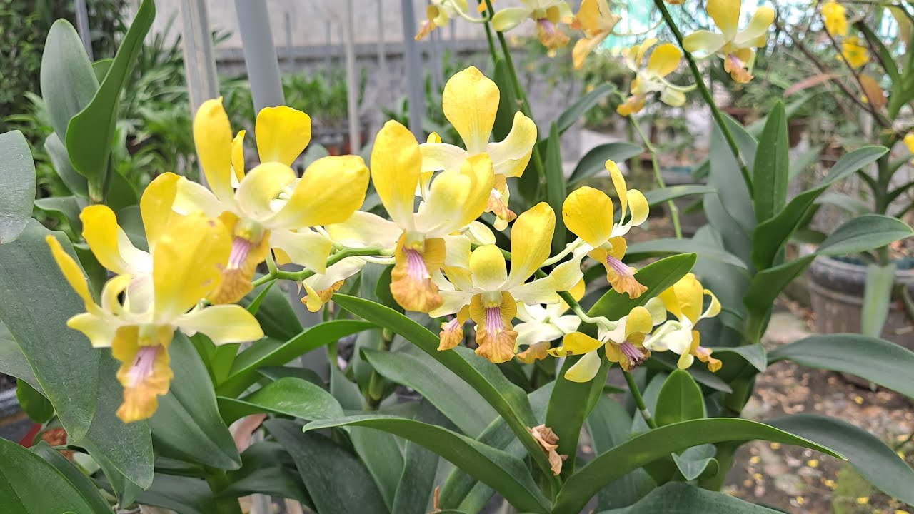 SĂN HÀNG KHỦNG SỐ LƯỢNG CÓ HẠN