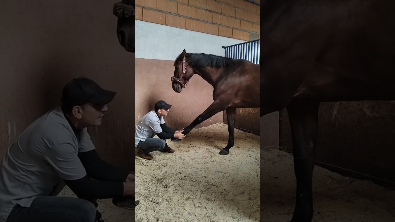 Equi Global Therapy : Osteopathy session's under Magnetic hypnosis ☯️✨☯️✨ / @Ifrene_Hippiater 