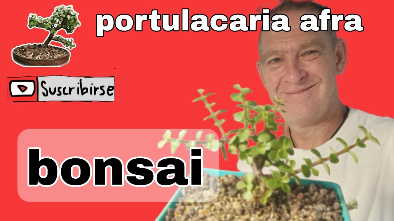 DAR UNAS CLASES DE BONSAI PORTULACARIA AFRA ESTILO MAME