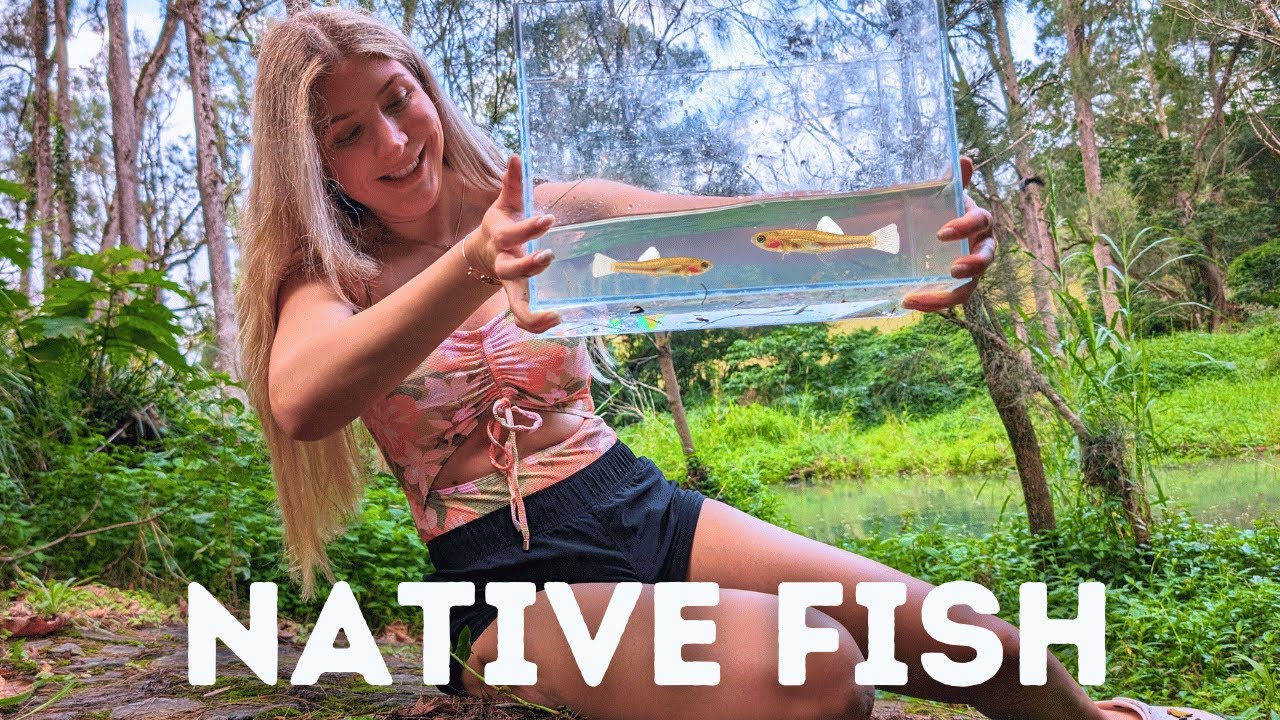 Catching Native Australian Fish in Creeks!