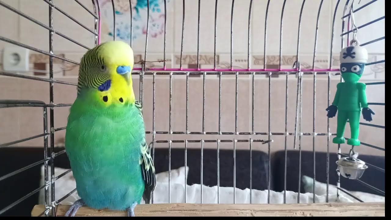 Budgie Happiness 🐦 | 24  Hour of Happy Chirping Sounds , budgie,budgie sounds,budgie talking,