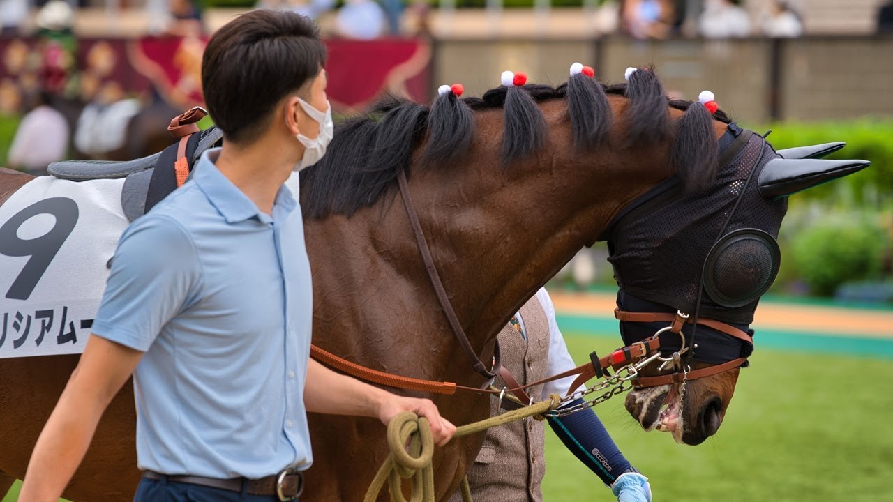 フェリシアムーン 2025/6/15 3歳未勝利 パドック映像