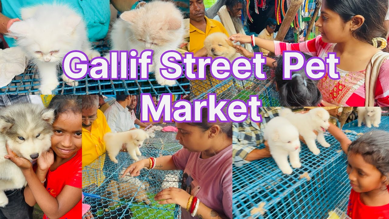 ଗଲିଫ୍ ଷ୍ଟ୍ରିଟ୍ ପୋଷା ବଜାର | Cheapest Dog Market In India | Galiff Street Pet Market | Cheap Price2025