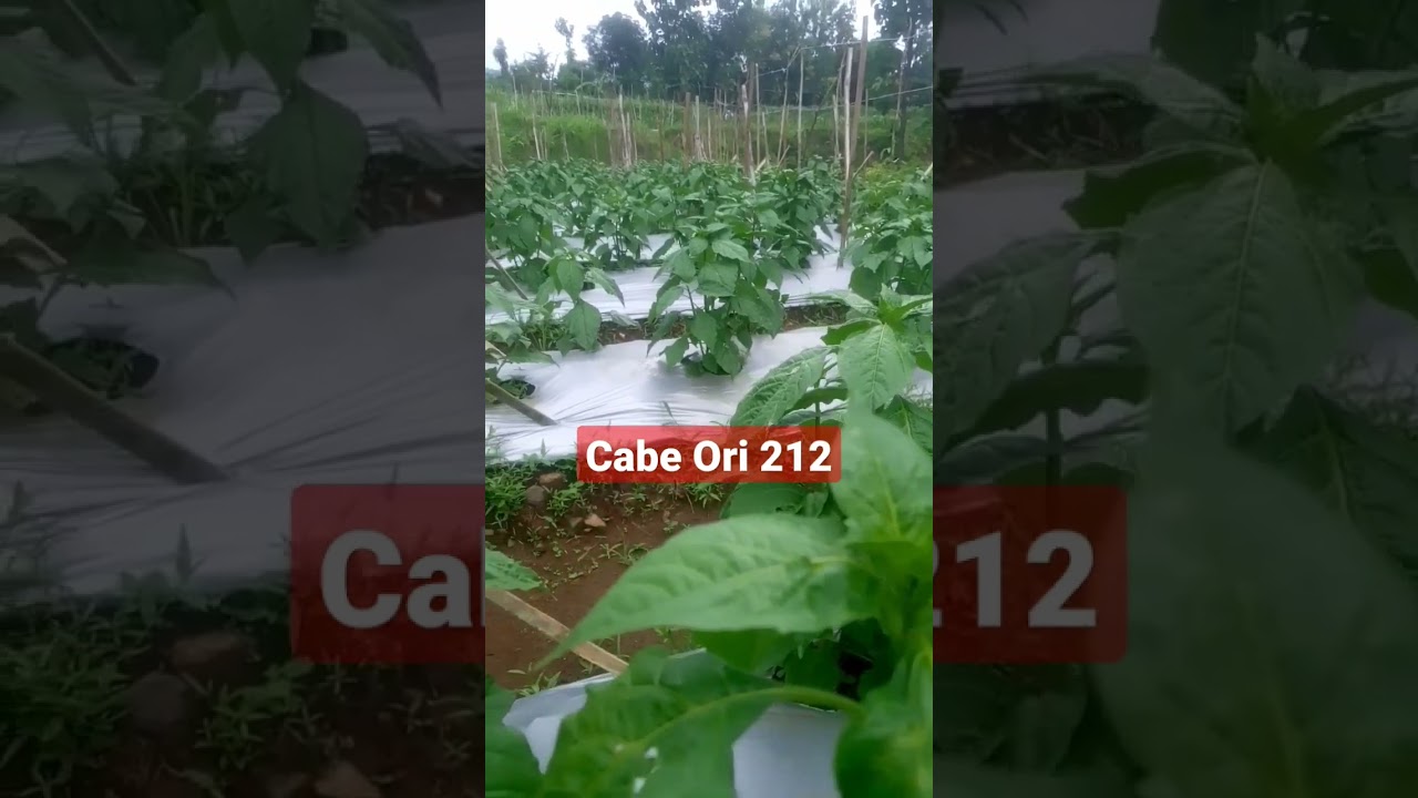 CABE ORI 212 METODE MAS UDIN