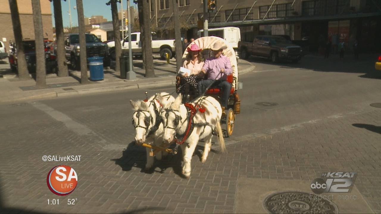 Mini Mules stopped by SA Live