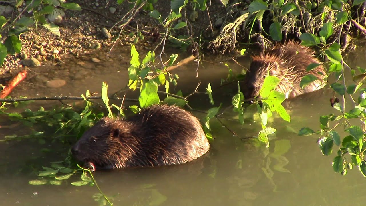 Beavers at the Marchfeld Channel, Vienna / Biber am Marchfeldkanal