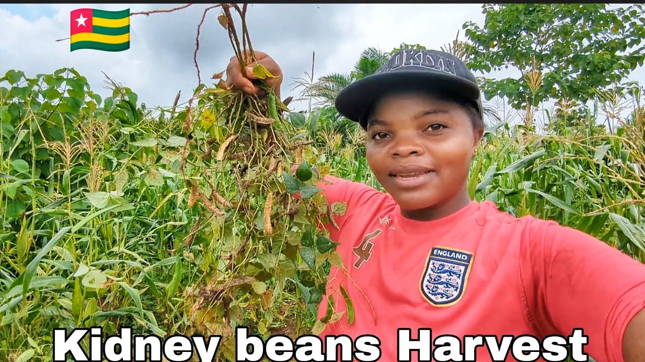 Farming in Togo West Africa. kidney beans cowpeas Harvesting.
