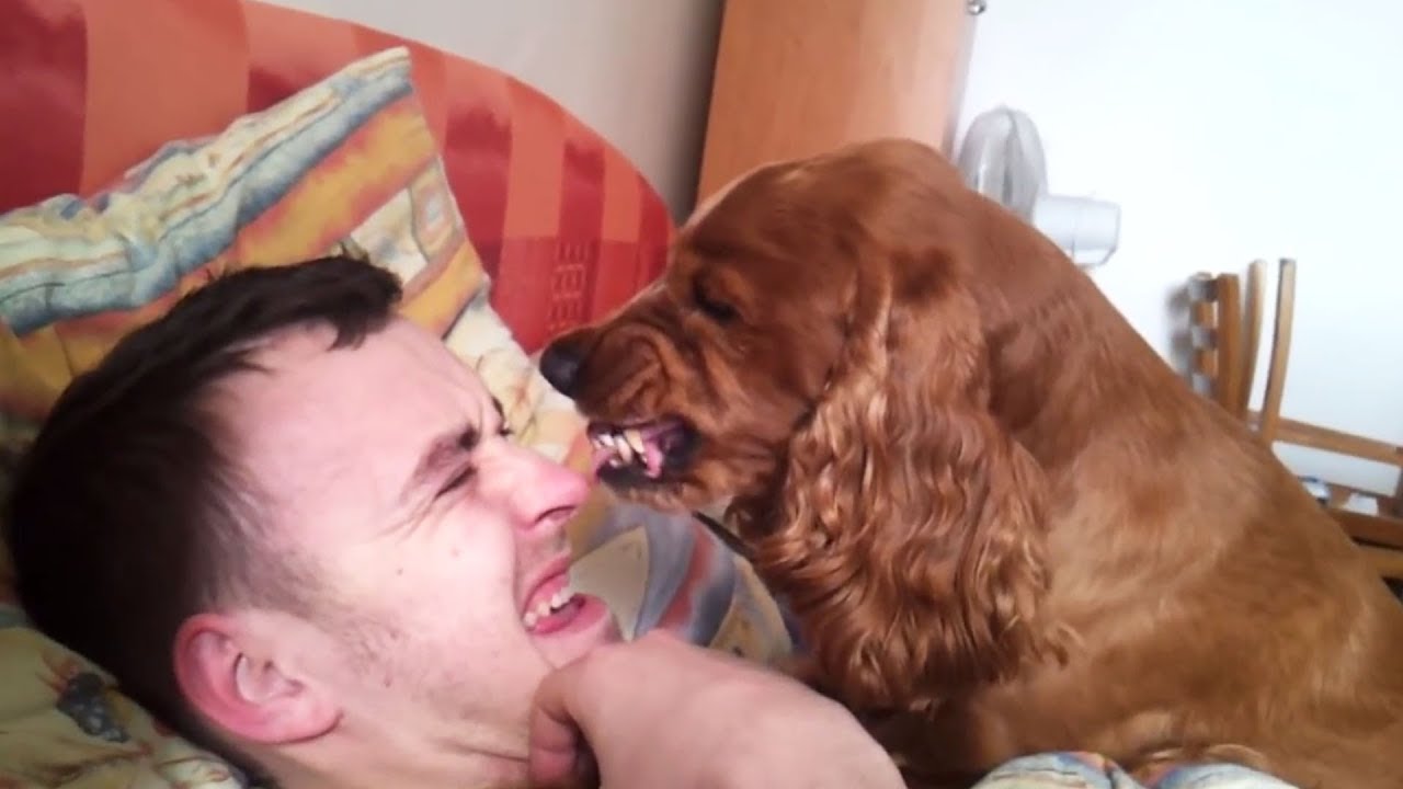 ANGRY DOGS COMPILATION 2019