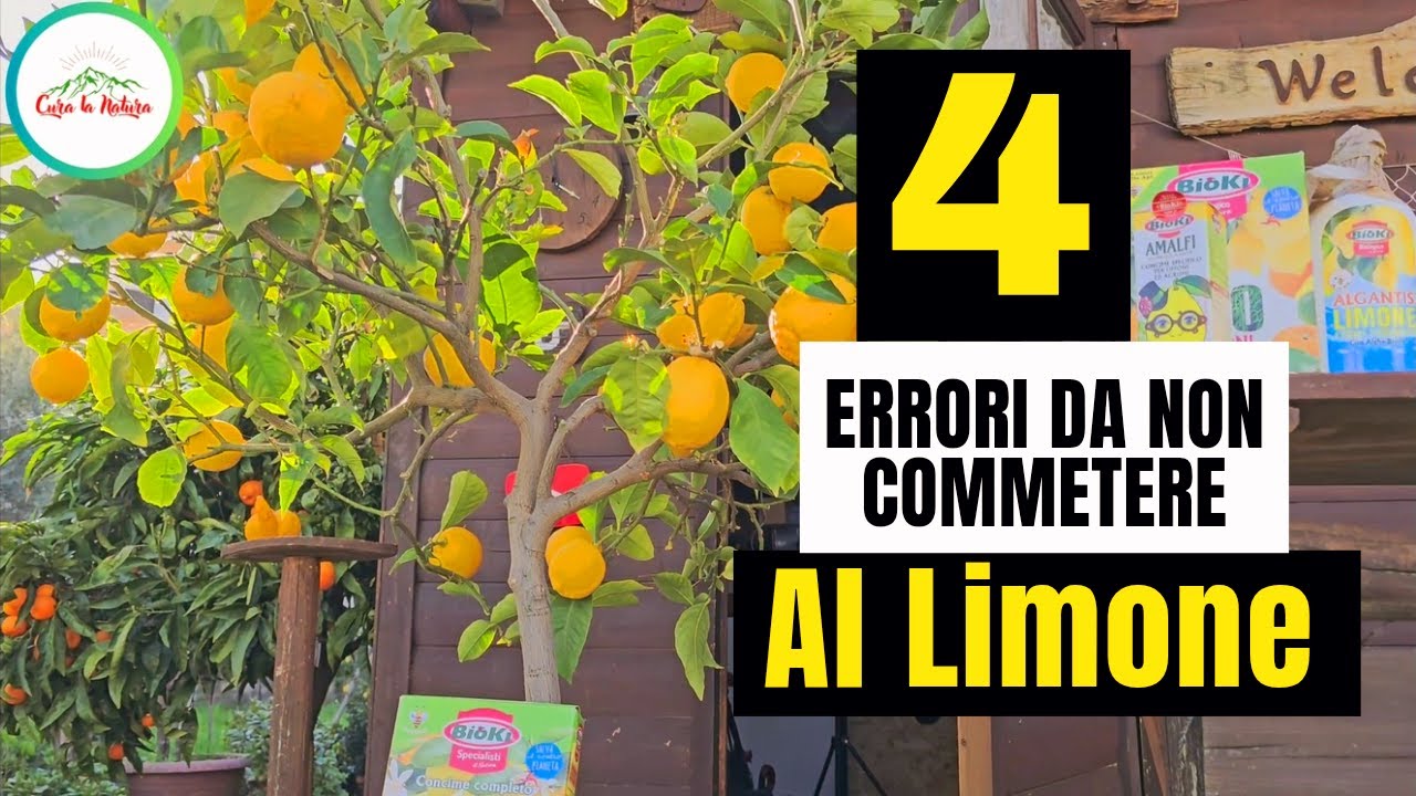Limone in Vaso - 4 errori da  non sottovalutare a PRIMAVERA