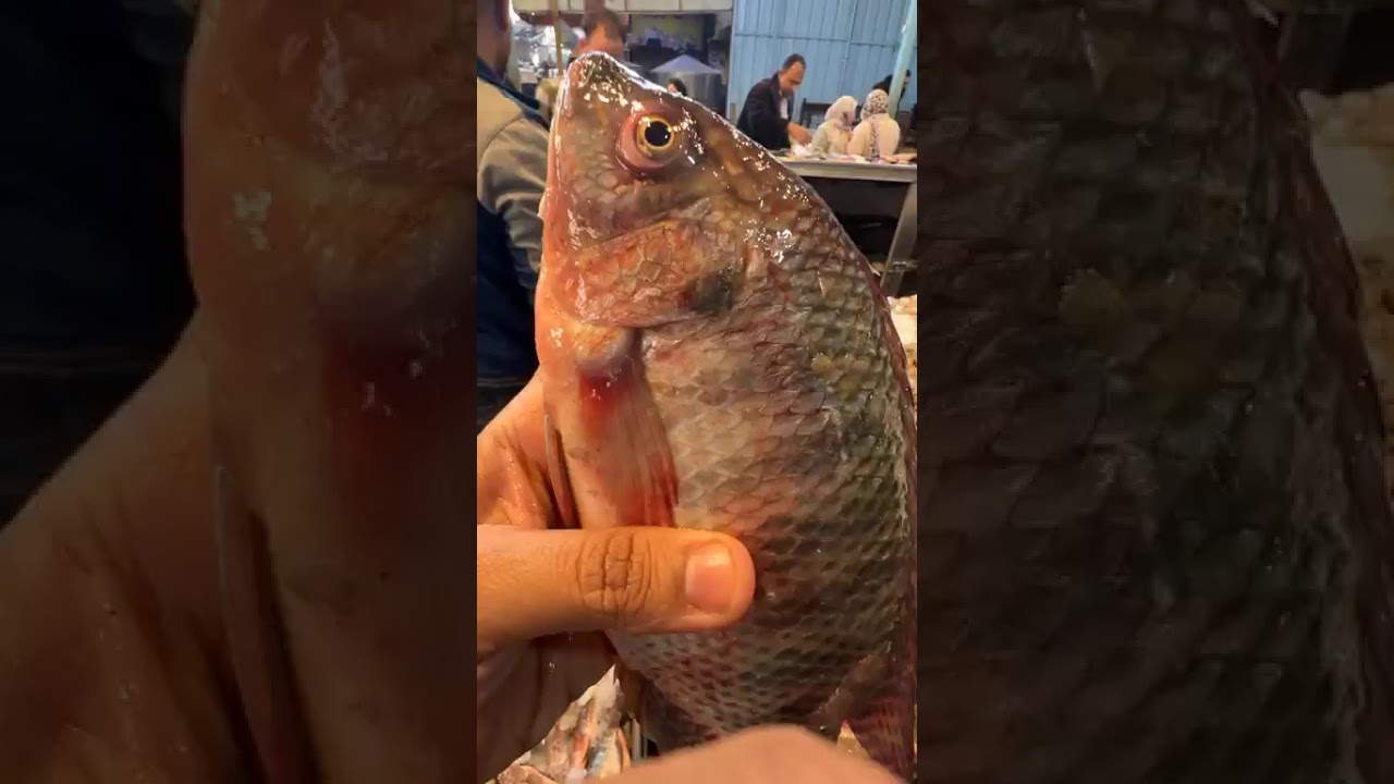انفجار أسعار السمك النهاردة في سوق العبور 2025 🐟 البلطي والبوري والماكريل والسردين 