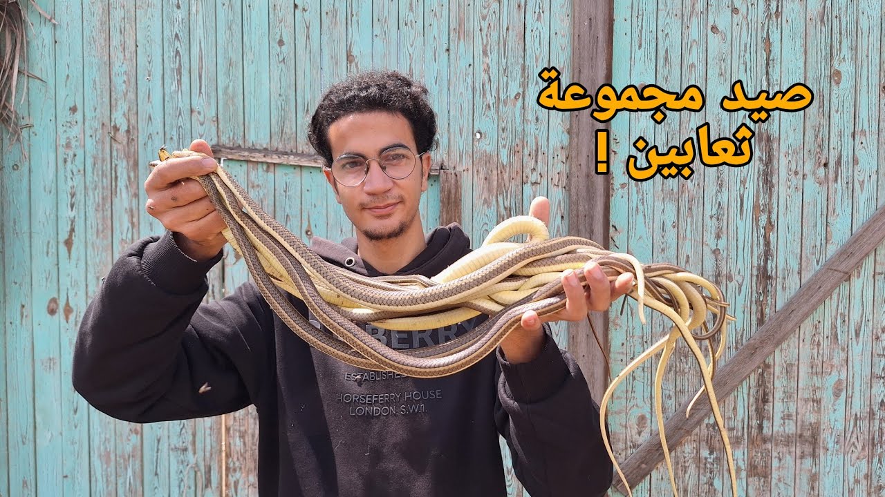 صيد كمية ضخمة من ثعابين أبو السيور !