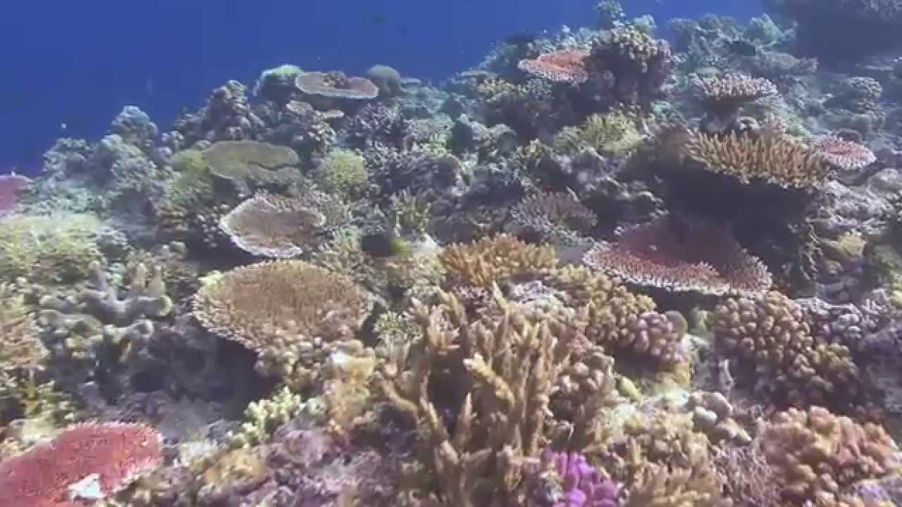 Corals reef of Philippines