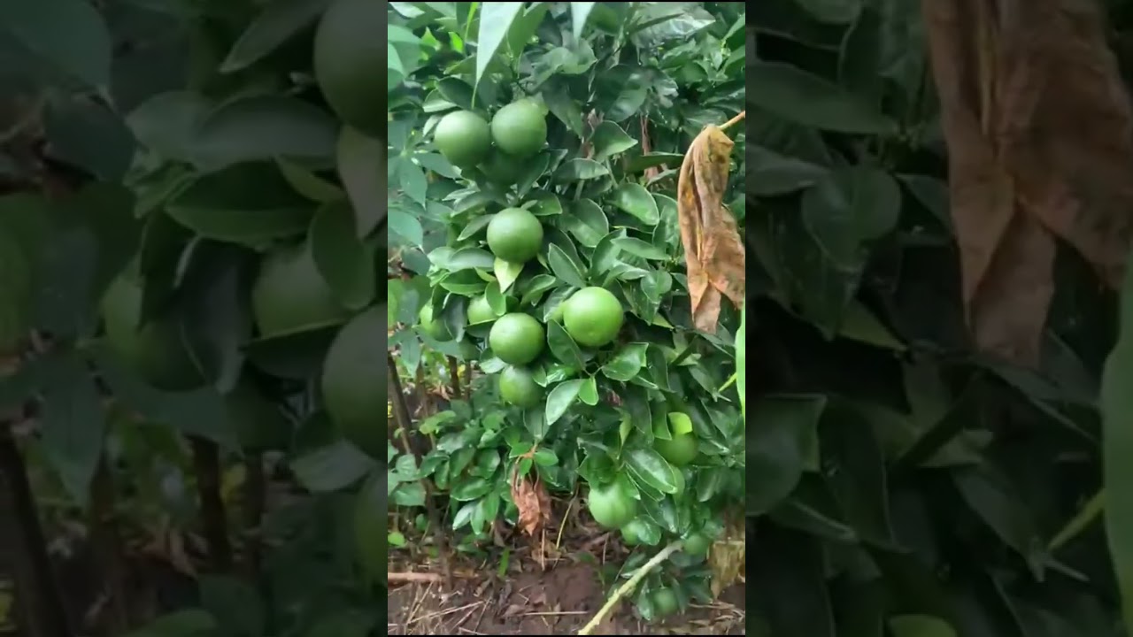 #CitrusVibes