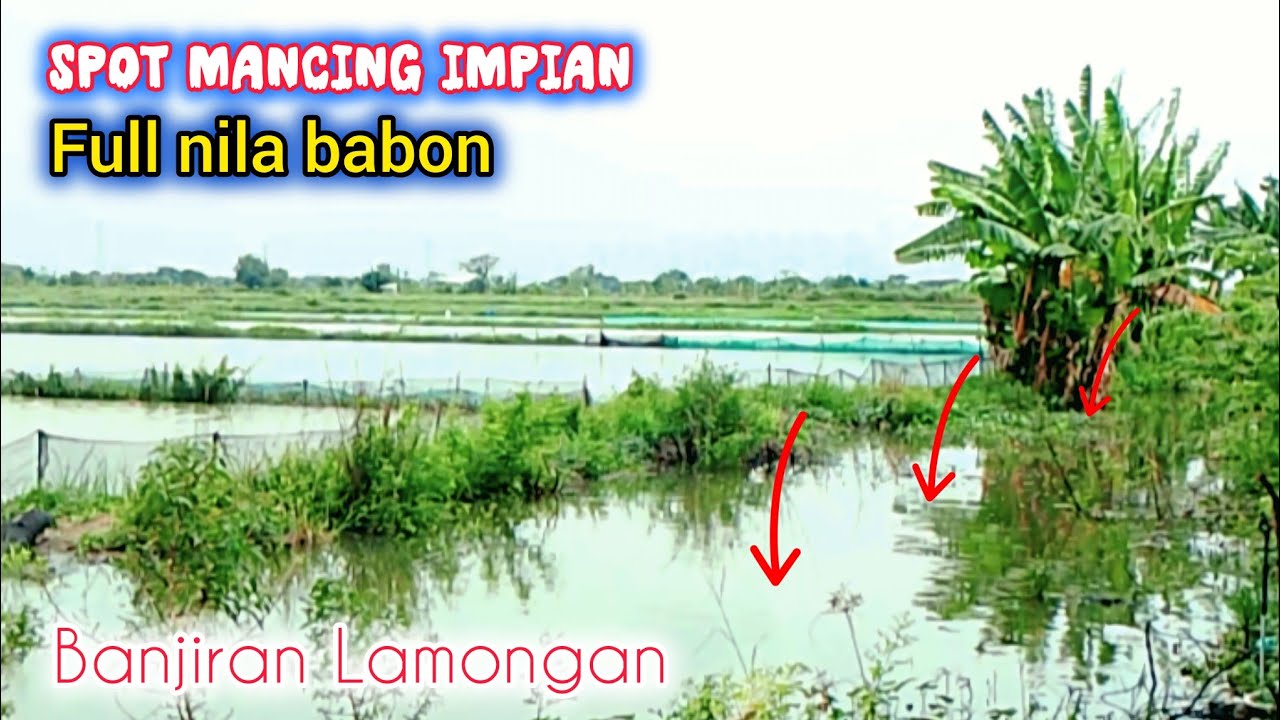 EDAAN,, FULL NILA BABON || Spot impian pemancing