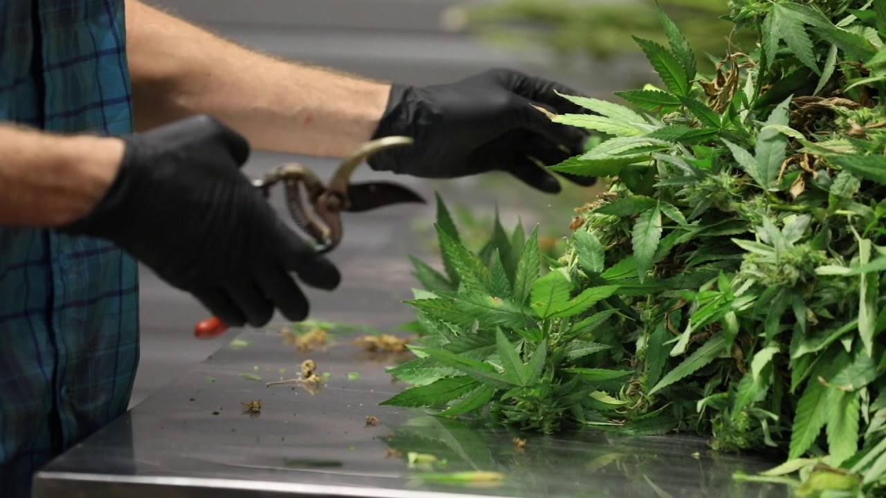 Liberty Health Sciences Medical Cannabis