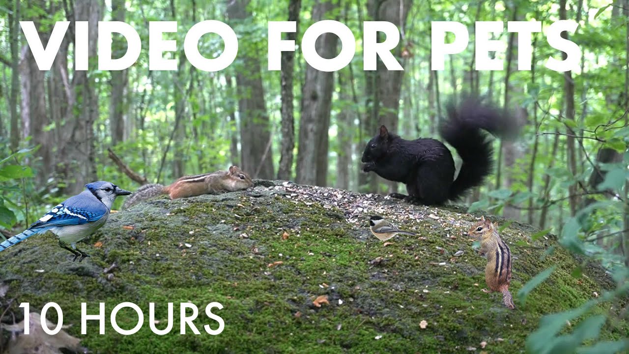 Birds, Squirrels and Forest Friends in Harmony - 10 Hour Video for Pets and People - Aug 04, 2025
