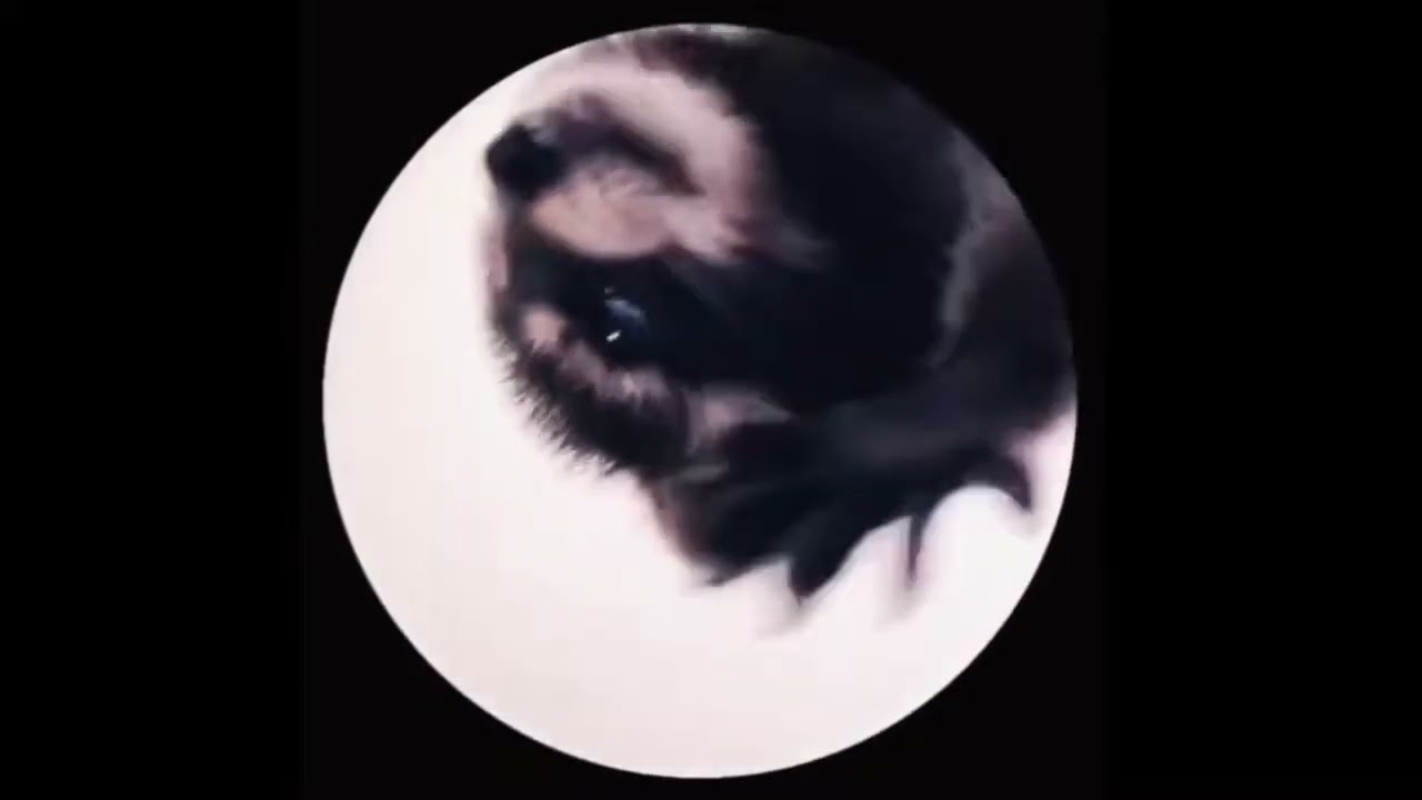10 hours of Pedro Pedro Pedro (Dancing Raccoon)