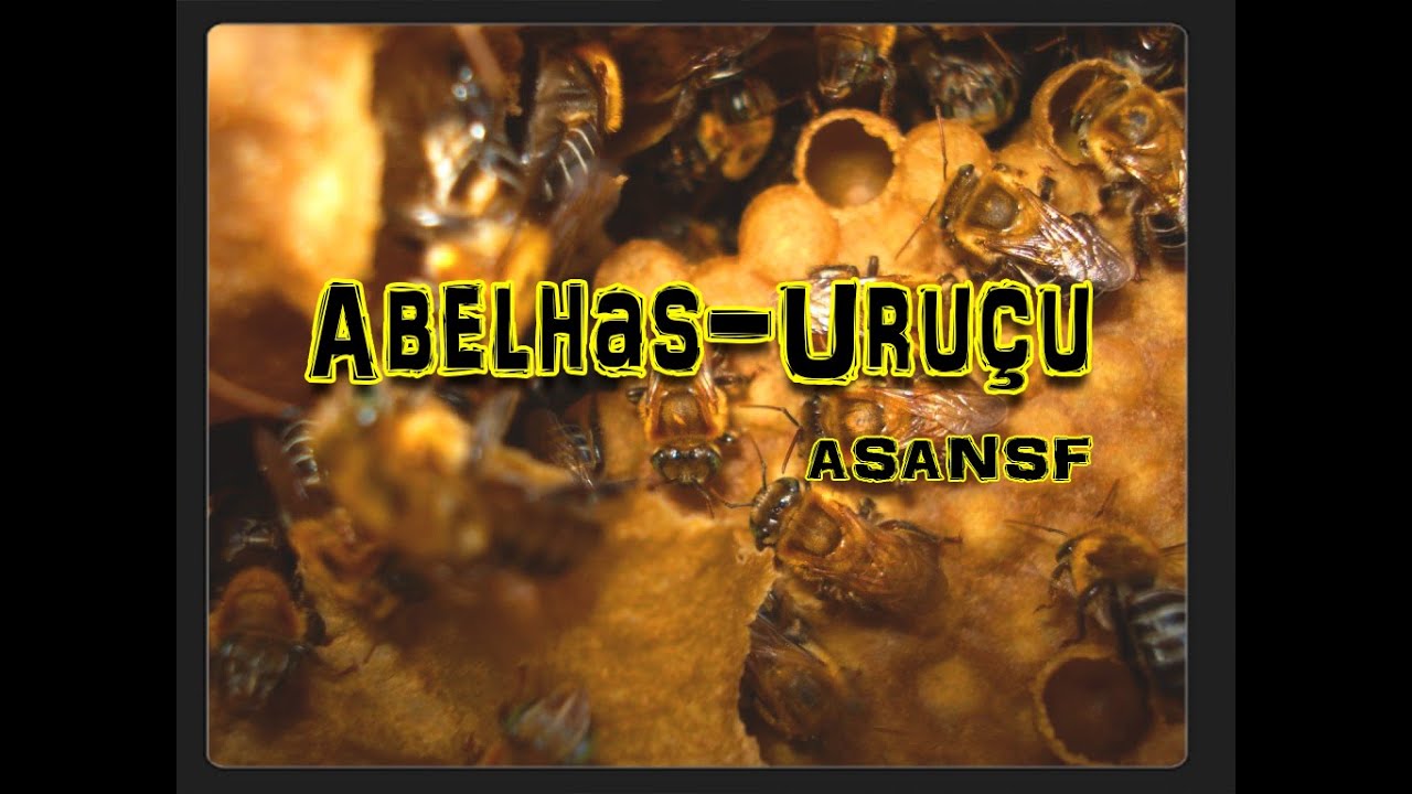 Abelha-Uruçu (Melipona Scutellaris) Aprendendo sobre abelhas nativas sem ferrão 14