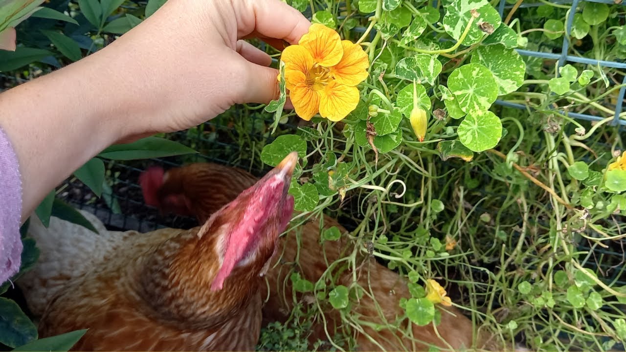 Will Chickens Eat Nasturtiums? 🐔