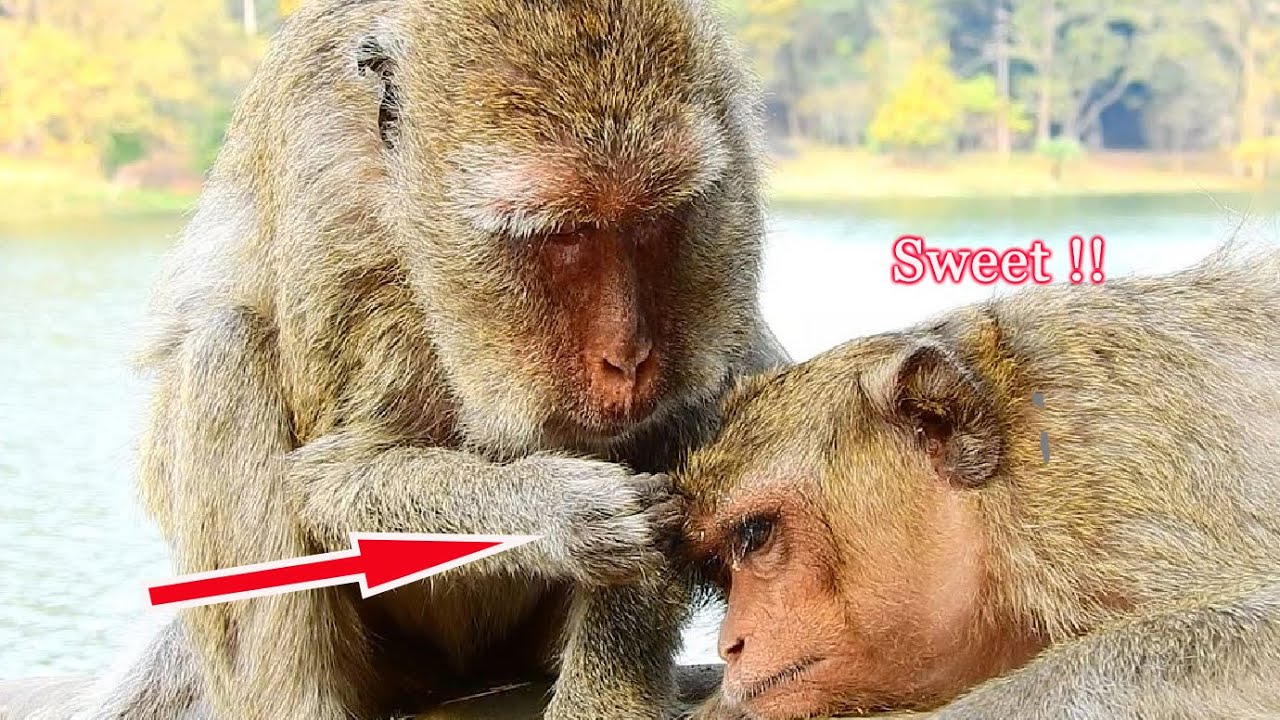 Young Ginger Monkey Feeling Asleep During Got Grooming From His Grandma Monkey