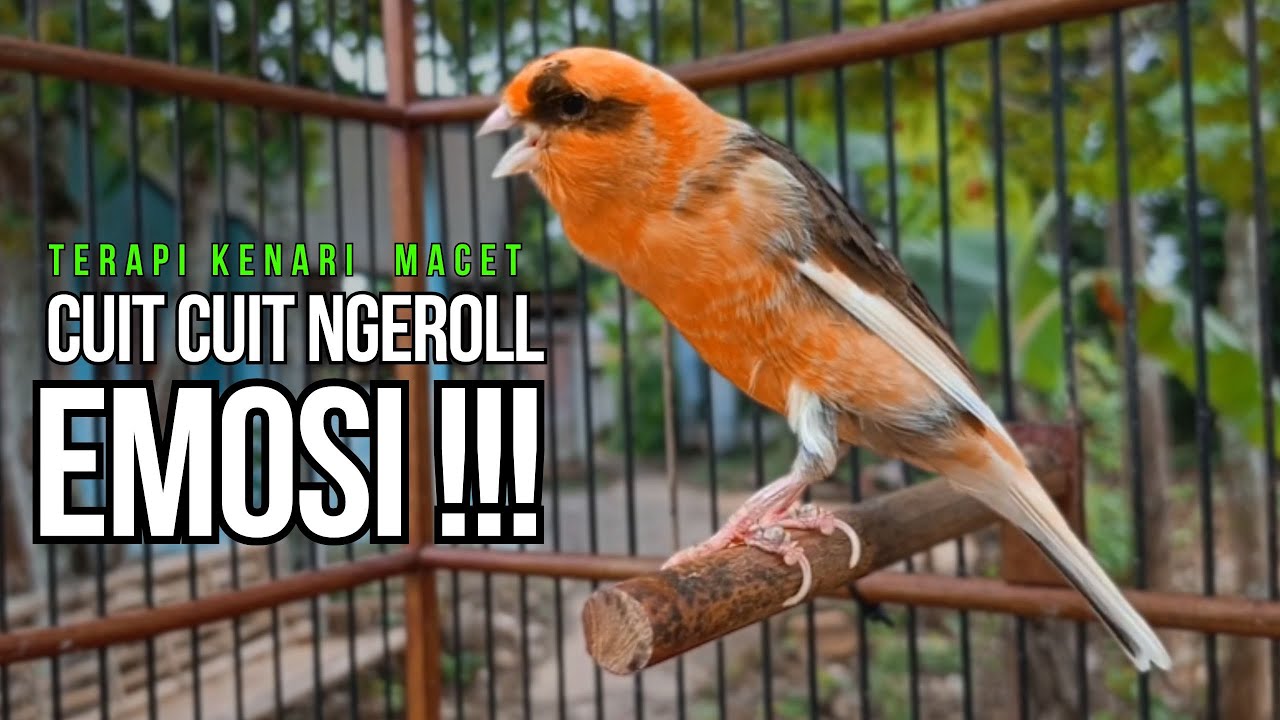 Kenari GACOR ngeroll PANJANG AMPUH untuk PANCINGAN & MASTERAN Kenari PAUD cepat BUNYI !!