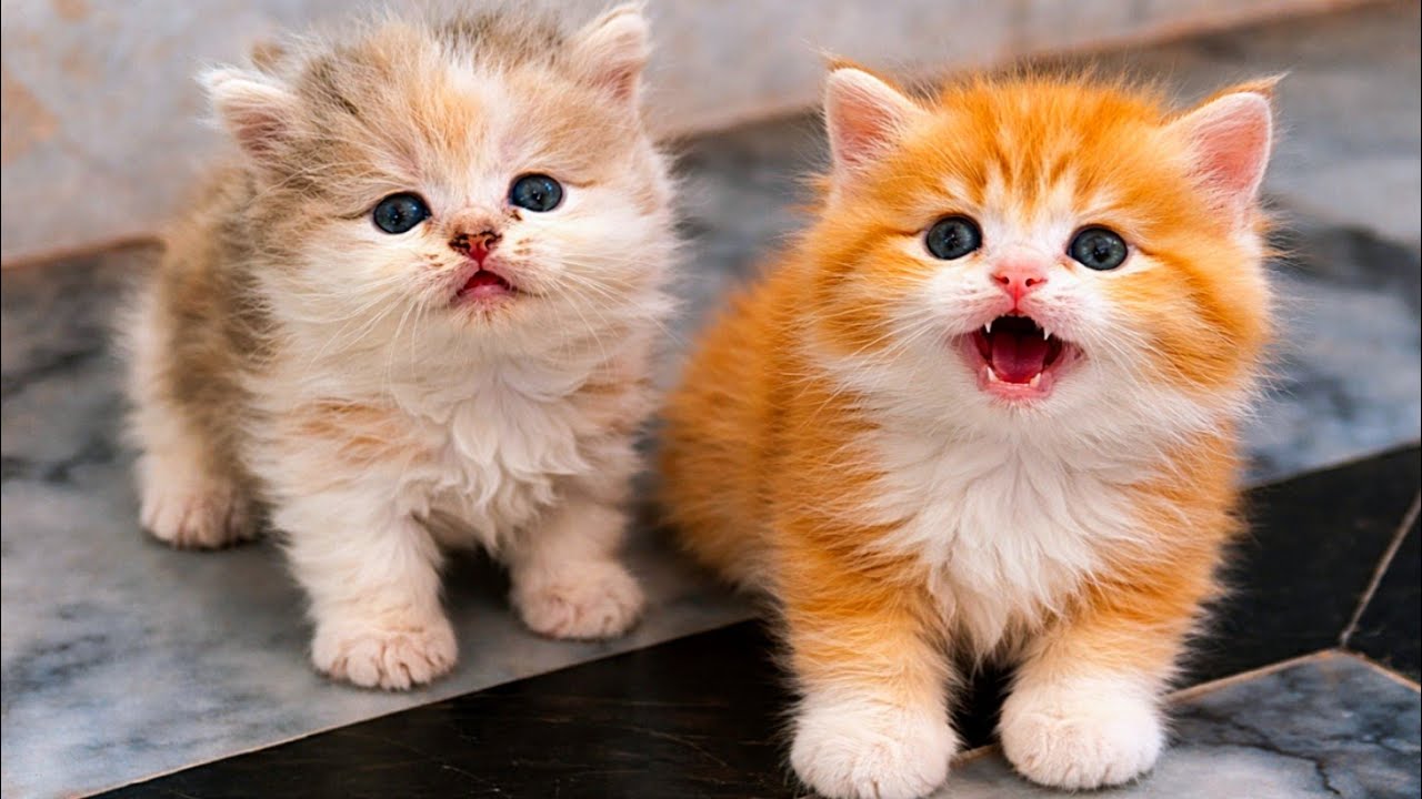 Newborn Kittens Crying and Meowing for Their Mother Cat ❤️🐱 