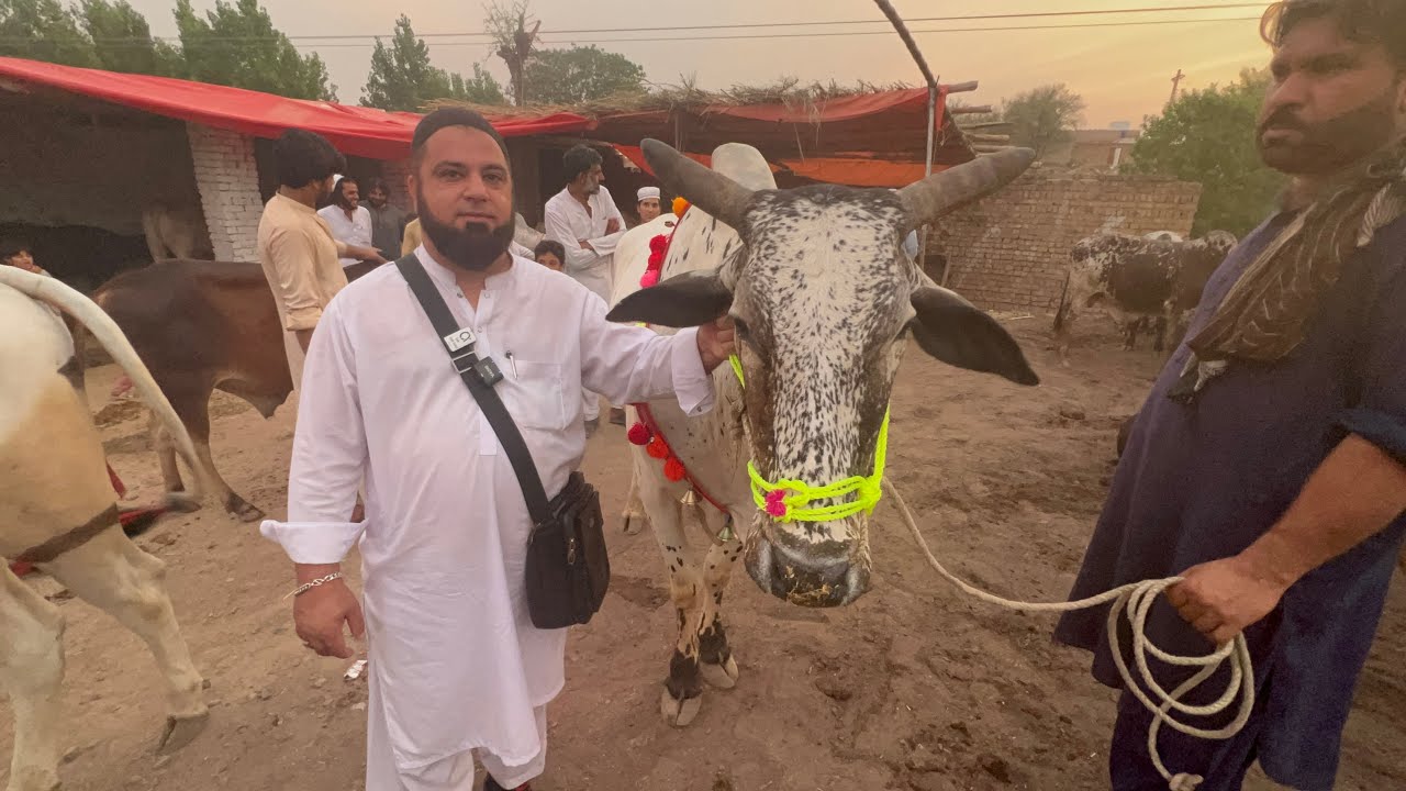 Khan Gul Qurbani Animal Farm House Panahkot