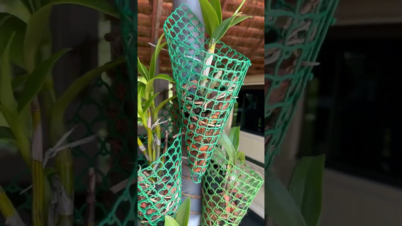 Orchid planting ideas #orchid tree💡🤩