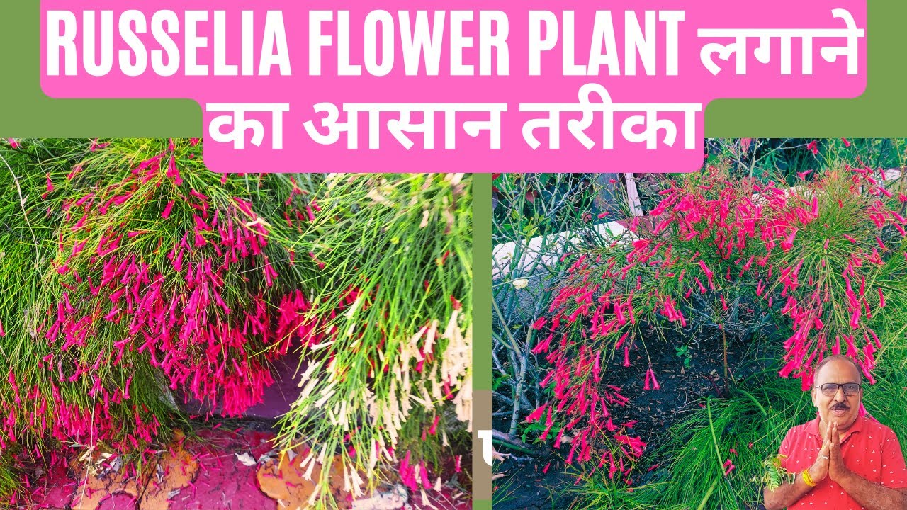 Grow Firecrackers Plant at your home on Diwali 2022 |  Russelia flower plant propagation