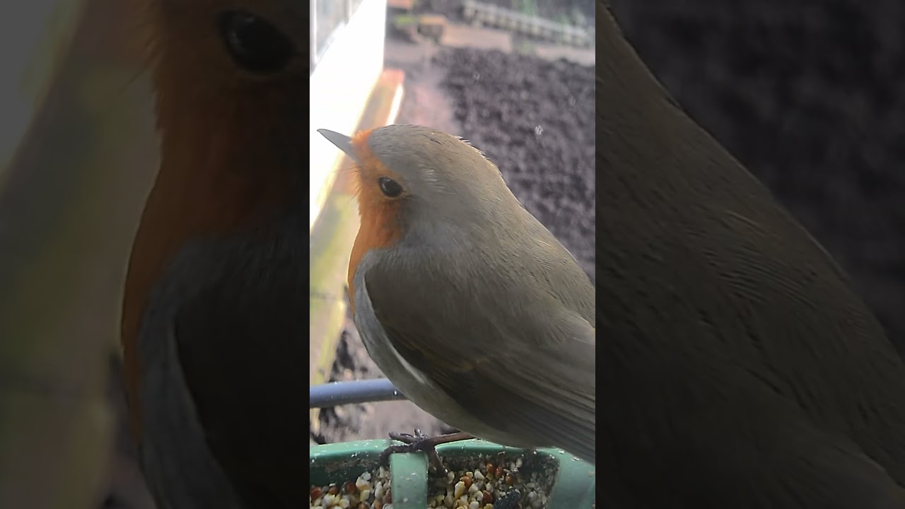 @RSPBvideo @BirdfyShorts @ArkWildlife @birdfy_by_netvue