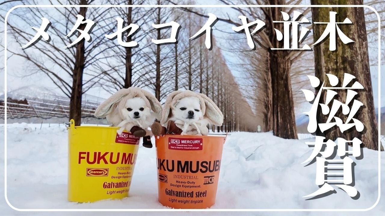 【愛犬と行ける絶景‼︎】滋賀県・メタセコイヤ並木に愛犬ふくむすび君と行って来ました‼︎