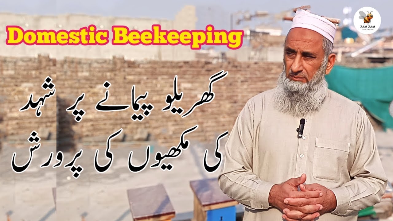 domestic beekeeping\Muhammad Anwar\ #gallonbucketswarm trap
