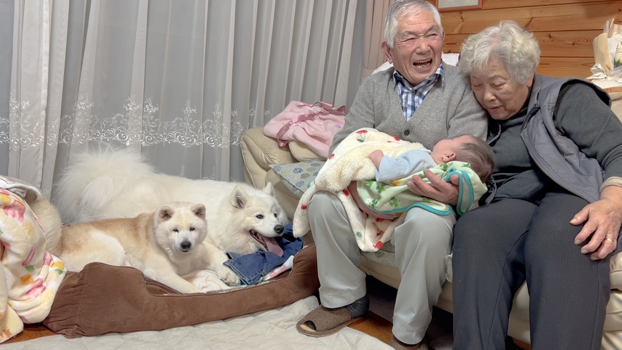 赤ちゃんを笑顔にするために全力を尽くすジイちゃん、それを優しく見守る柴犬とサモエド