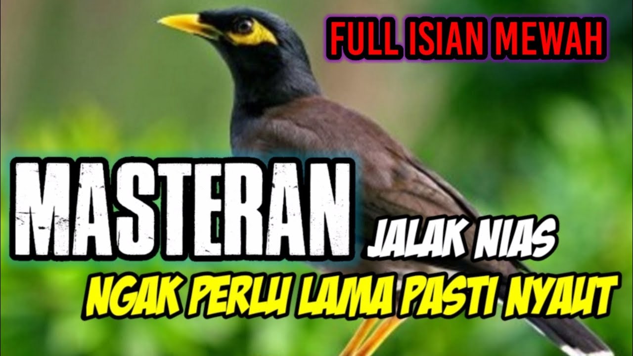 SUARA JALAK NIAS PALING AMPUH BUAT MASTERAN AUTO LANGSUNG IKUT GACORR FULL ISIAN MEWAH ‼️