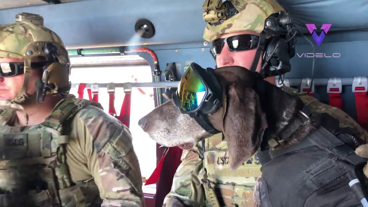 Perros militares lanzándose en paracaídas desde un avión