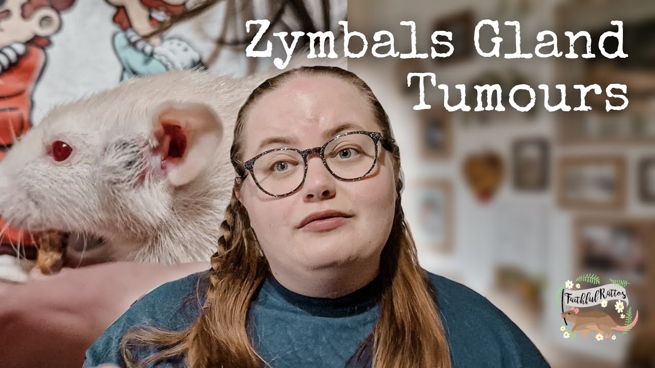 Zymbals Gland Tumours | Rat Health Issues🏥🩺🐀