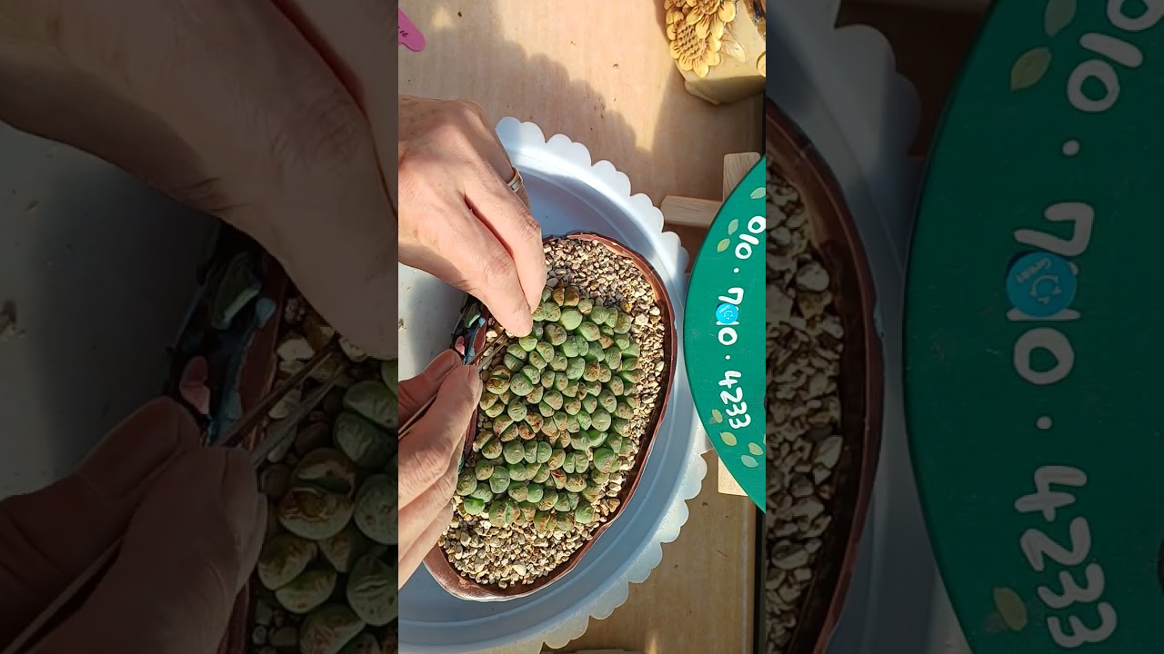 코노 콩심기 맛있는 저녁드세요  사랑합니다 💜 #다육식물 