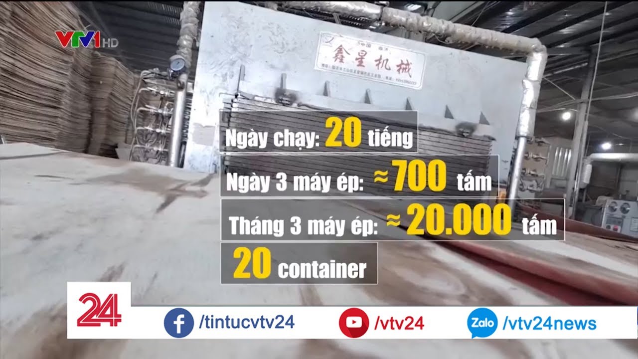 Thực hư năng lực sản xuất của doanh nghiệp sản xuất gỗ ép xuất khẩu | VTV24
